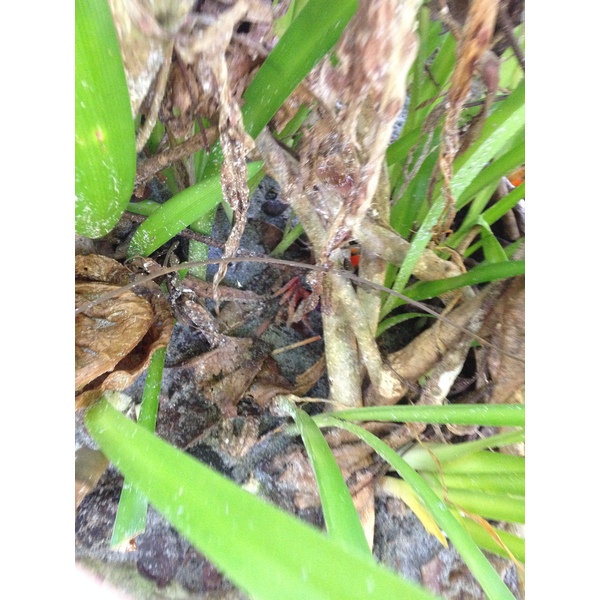 照片 哥斯达黎加(Costa Rica) 曼努埃尔安东尼奥(Manuel Antonio) 2015-03 91