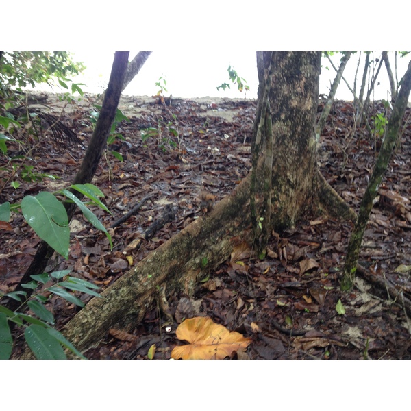 照片 哥斯达黎加(Costa Rica) 卡维塔(Cahuita) 2015-03 236