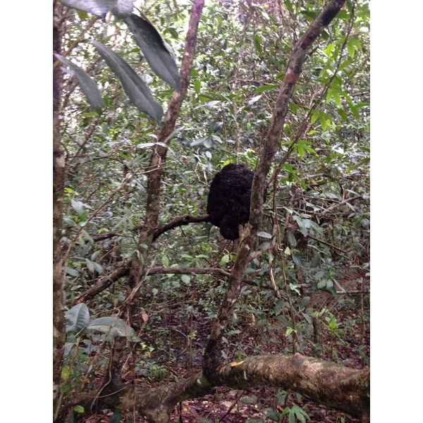 照片 哥斯达黎加(Costa Rica) 卡维塔(Cahuita) 2015-03 251