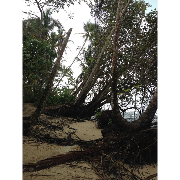 照片 哥斯达黎加(Costa Rica) 卡维塔(Cahuita) 2015-03 252