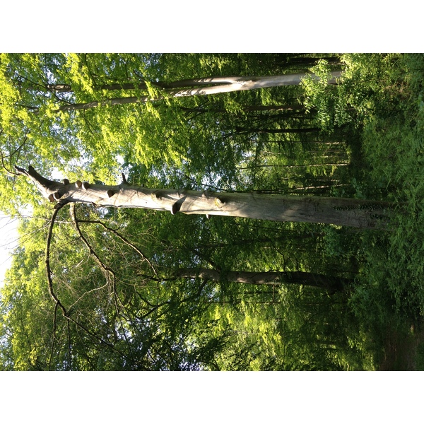 照片 法国(France) 皮埃尔丰(Pierrefonds) 2014-05 109