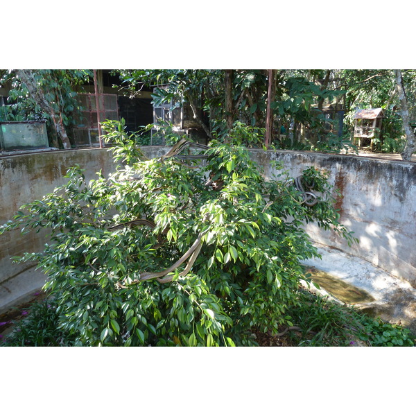 照片 泰国(Thailand) 清迈(Chiang Mai) 湄沙蛇园(Mae Sa Snake Farm) 2010-12 81