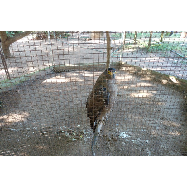 照片 泰国(Thailand) 清迈(Chiang Mai) 湄沙蛇园(Mae Sa Snake Farm) 2010-12 74