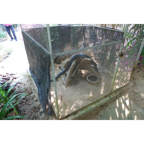 照片 泰国(Thailand) 清迈(Chiang Mai) 湄沙蛇园(Mae Sa Snake Farm) 2010-12 48
