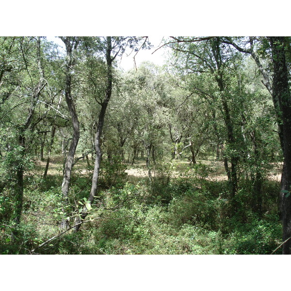 照片 法国(France) 索米耶尔(Sommieres) 2006-06 127