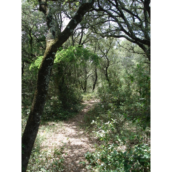 照片 法国(France) 索米耶尔(Sommieres) 2006-06 112