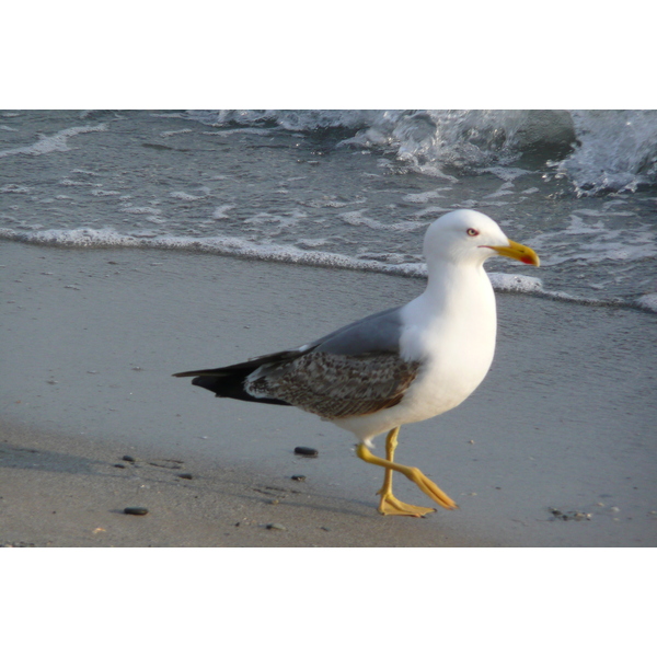 照片 法国(France) 戛纳(Cannes) 海滩(Beach) 2008-04 48