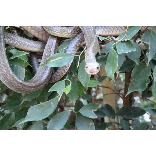 照片 泰国(Thailand) 清迈(Chiang Mai) 湄沙蛇园(Mae Sa Snake Farm) 2010-12 72