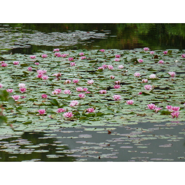 照片 日本(Japan) 京都(Kyoto) 龙安寺(Ryoanji Temple) 2010-06 73