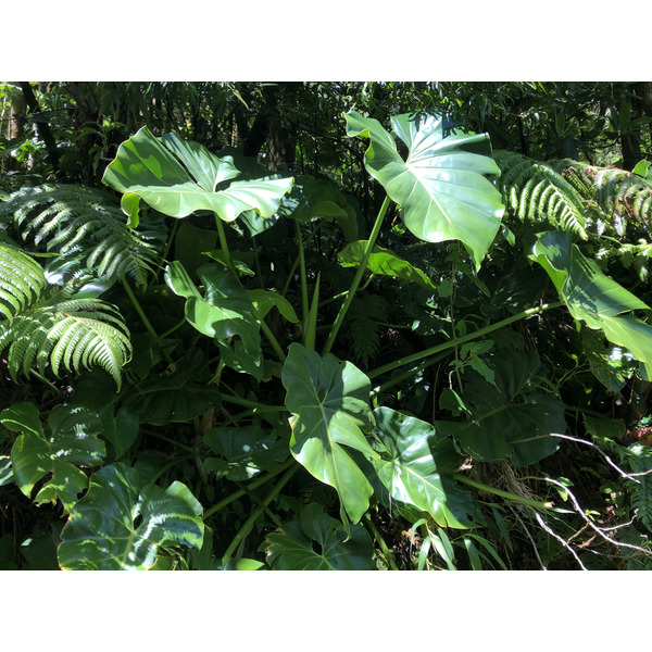 照片 瓜德罗普(Guadeloupe) 大苏弗里耶尔火山(La Grande Soufriere) 2021-02 15