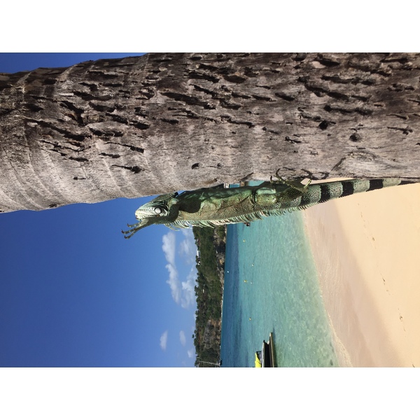 照片 瓜德罗普(Guadeloupe) 卡拉维尔海滩(La Caravelle Beach) 2021-02 115