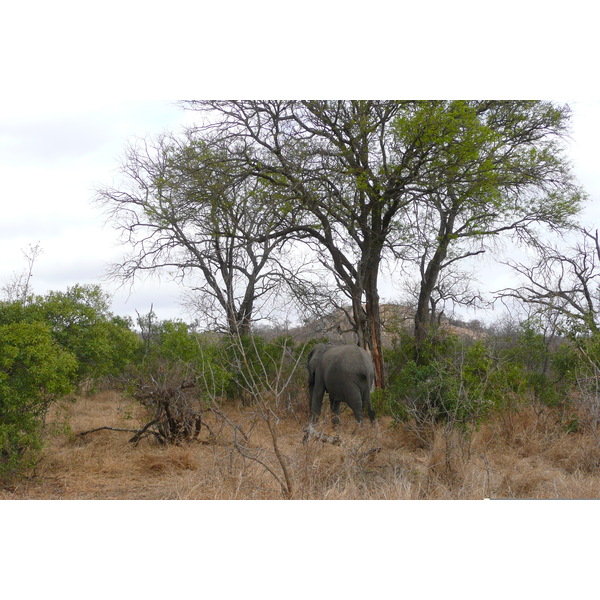 照片 南非(South Africa) 克鲁格国家公园(Kruger National Park) 2008-09 88