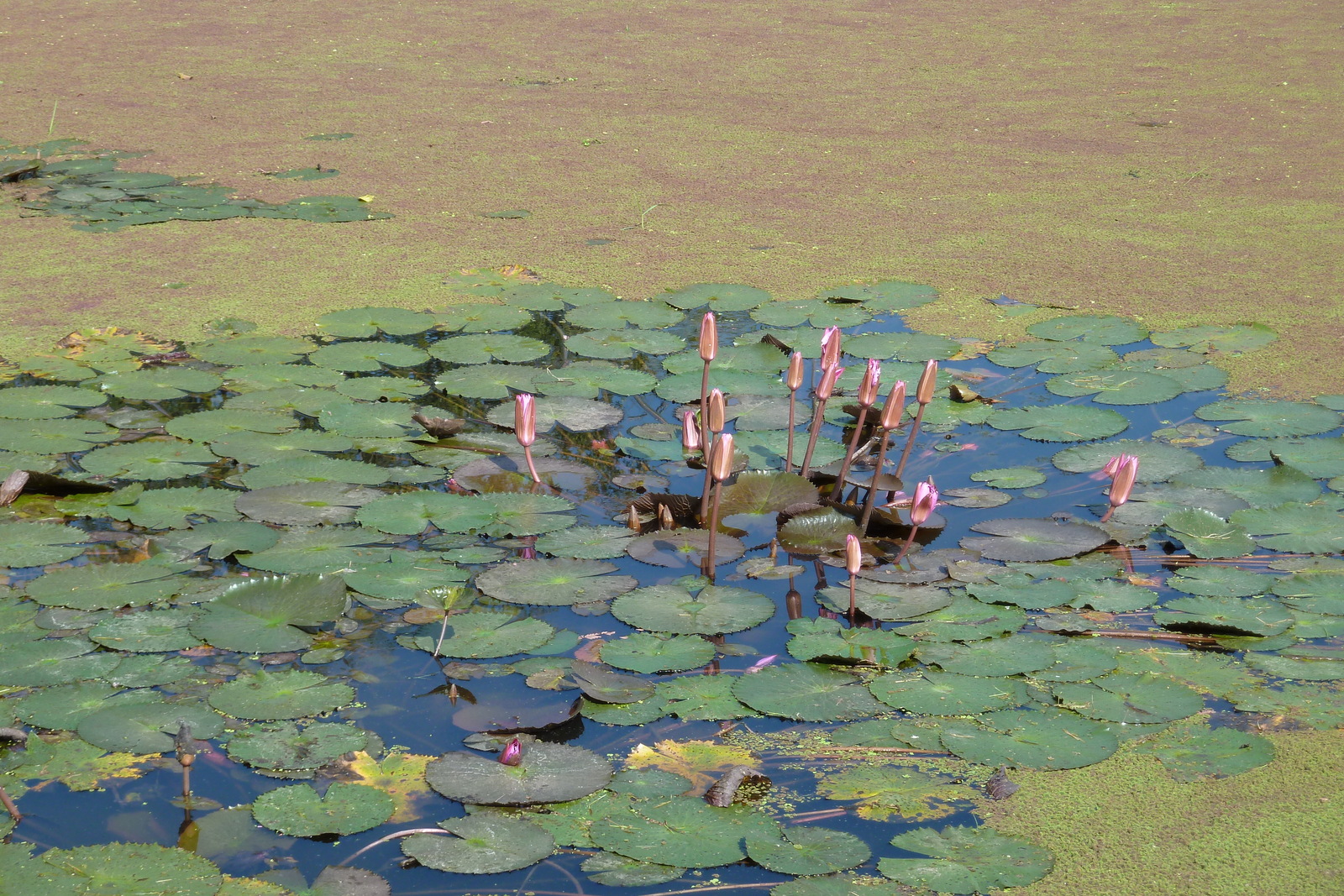 照片 泰国(Thailand) 素可泰(Sukhothai) 2010-12 11