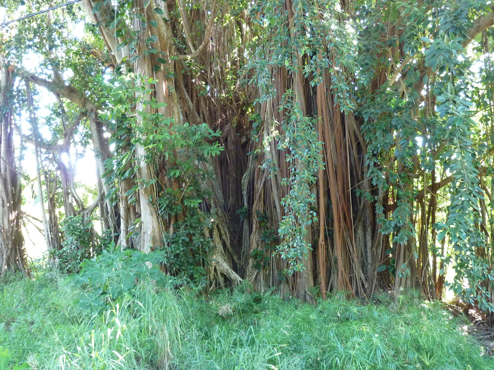 照片 新喀里多尼亚(New Caledonia) 卡纳拉至拉福阿公路(Canala to La Foa road) 2010-05 72