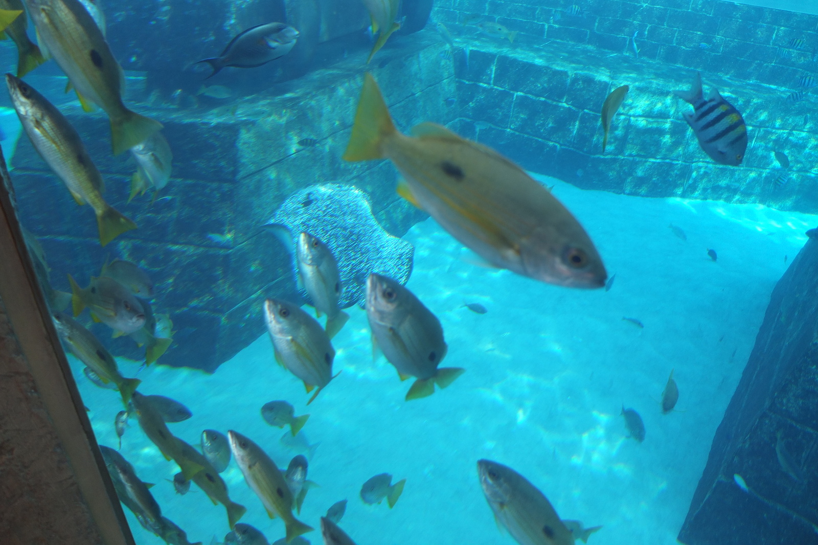 照片 阿联酋(United Arab Emirates) 迪拜(Dubai) 亚特兰蒂斯酒店(Atlantis Hotel) 2014-02 225