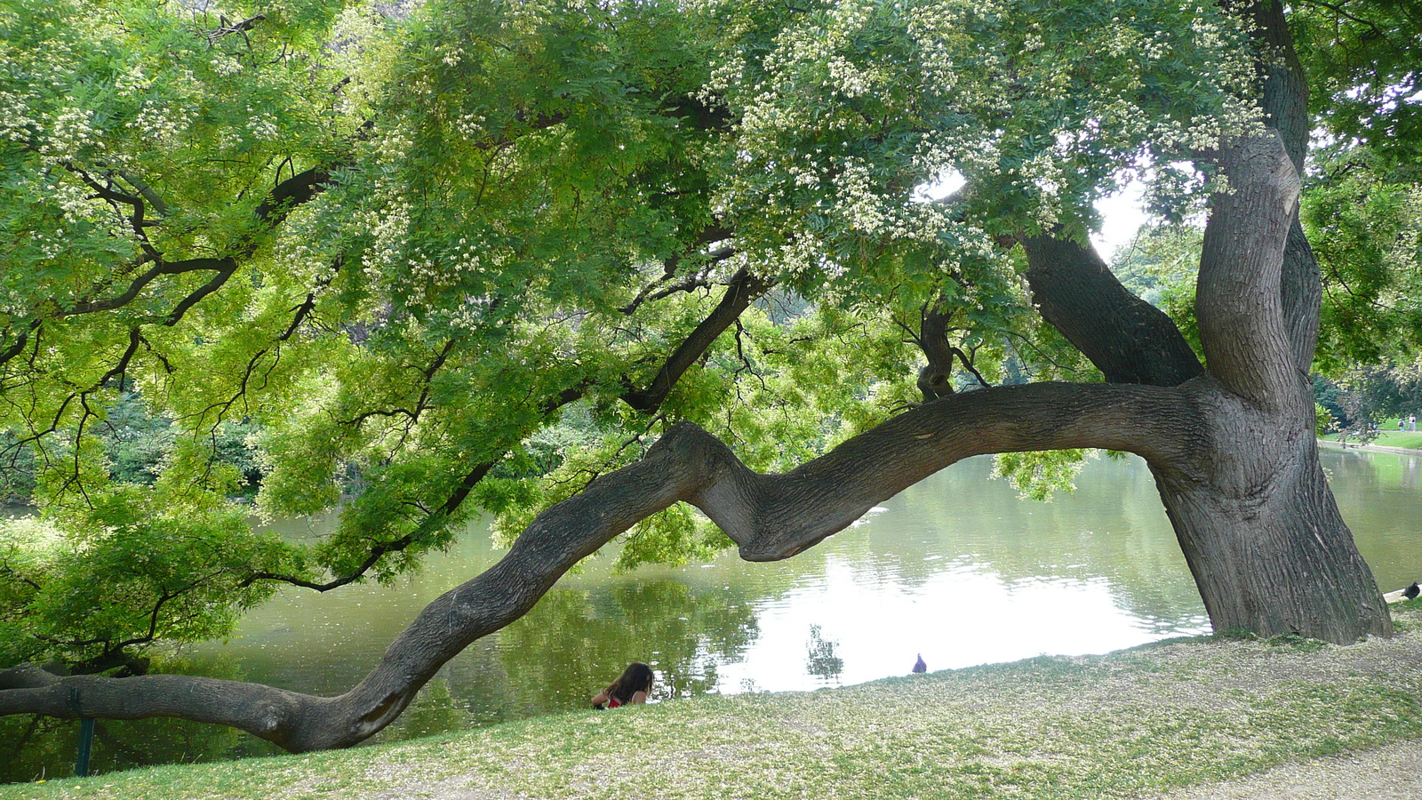 照片 法国(France) 巴黎(Paris) 肖蒙山丘公园(Parc des Buttes Chaumont) 2007-08 206