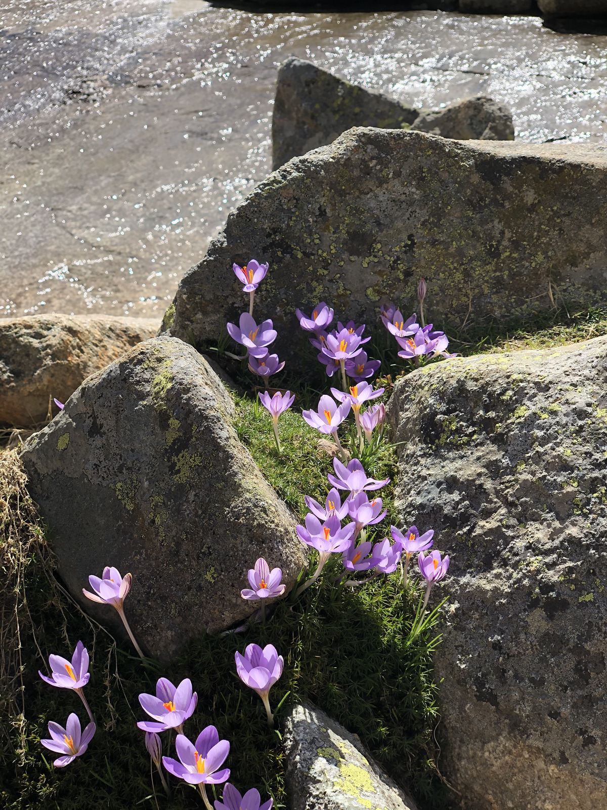 照片 法国(France) 科西嘉岛(Corsica) 梅洛湖和卡皮泰洛湖(Lac de Melo et Capitello) 2021-06 262