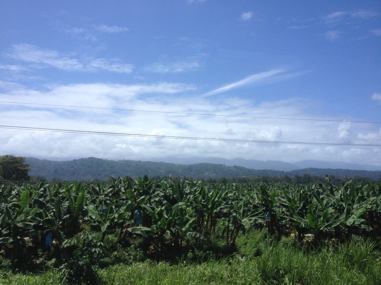 照片 哥斯达黎加(Costa Rica) 利蒙至锡基雷斯(Limon to Siquirres) 2015-03 35