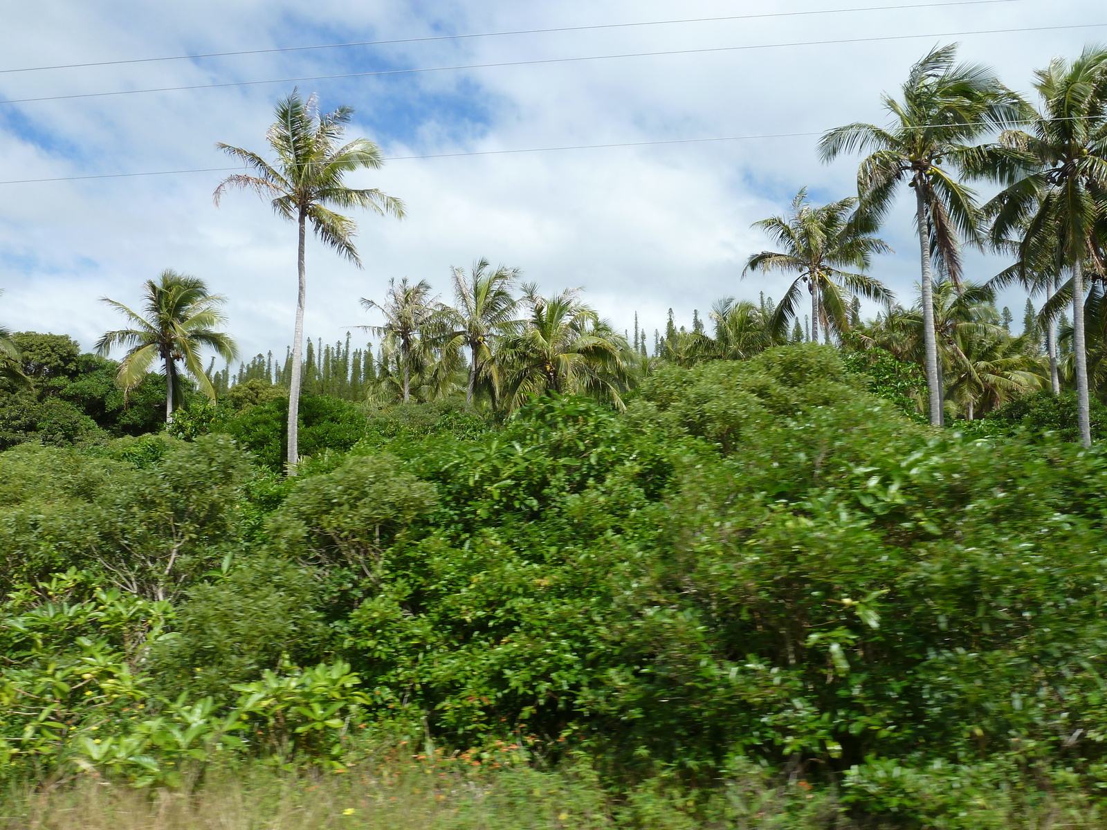 照片 新喀里多尼亚(New Caledonia) 利富岛(Lifou) 2010-05 31