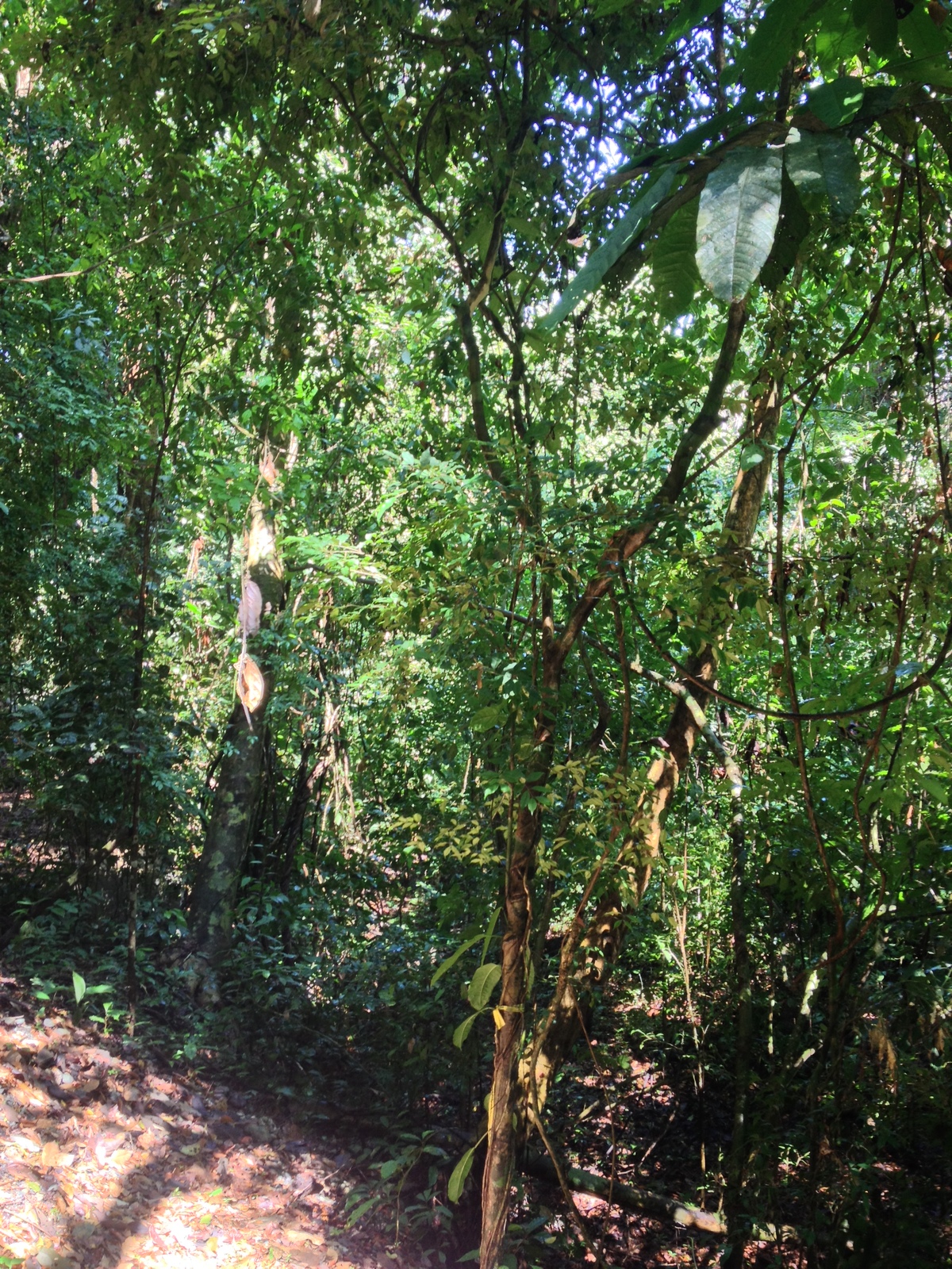 照片 哥斯达黎加(Costa Rica) 曼努埃尔安东尼奥(Manuel Antonio) 2015-03 61