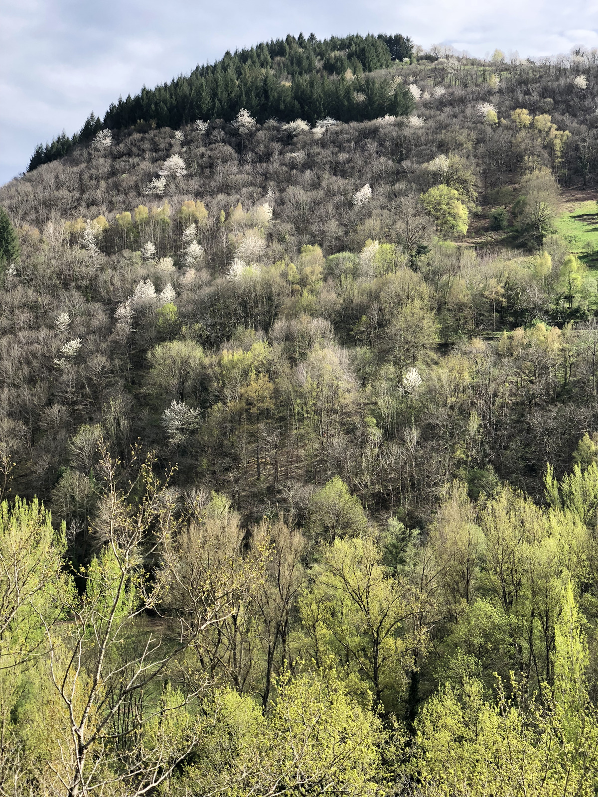 照片 法国(France) 孔克(Conques) 2018-04 111