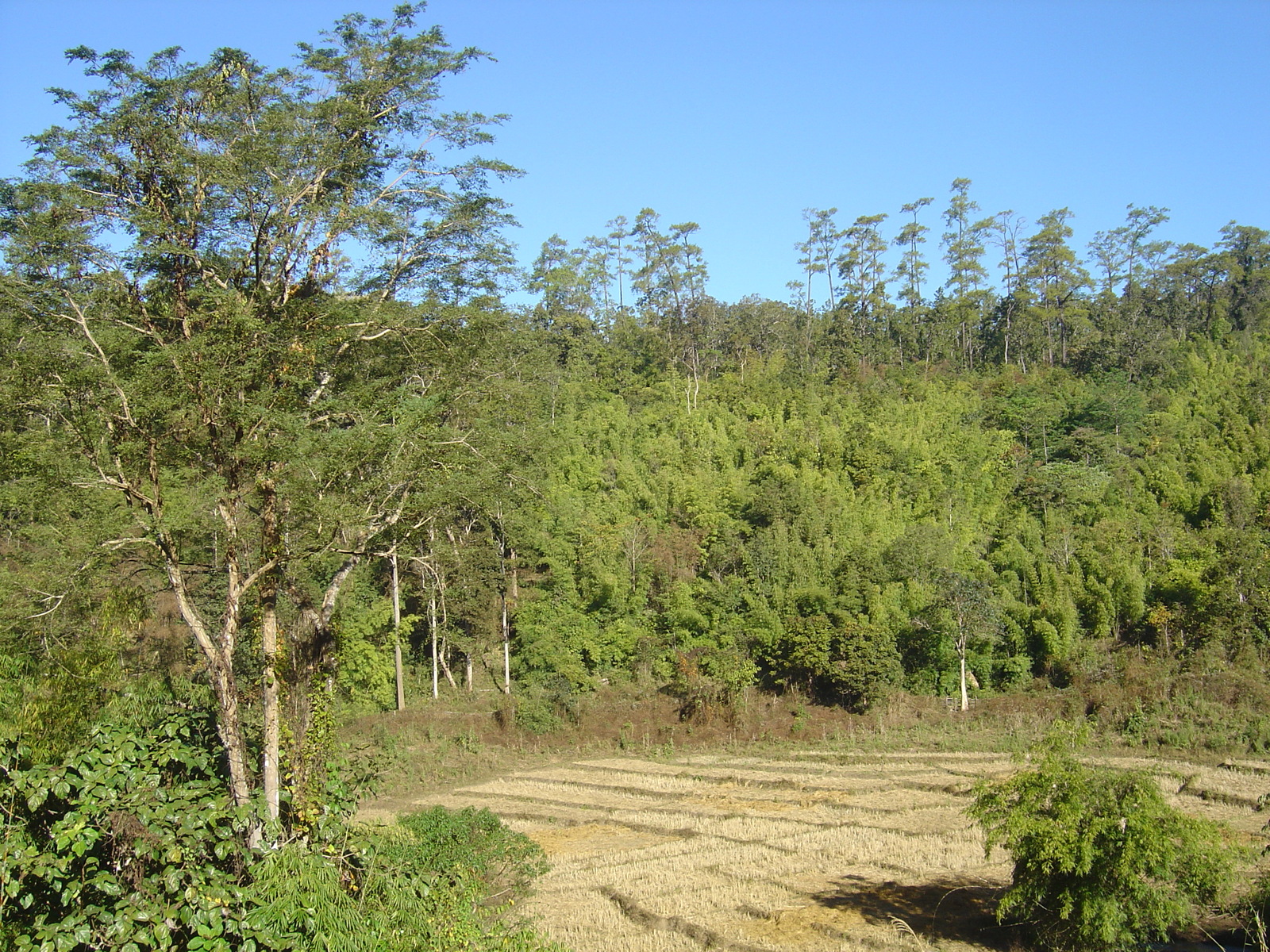 照片 泰国(Thailand) 邦玛帕(Pang Mapha) 2005-12 147