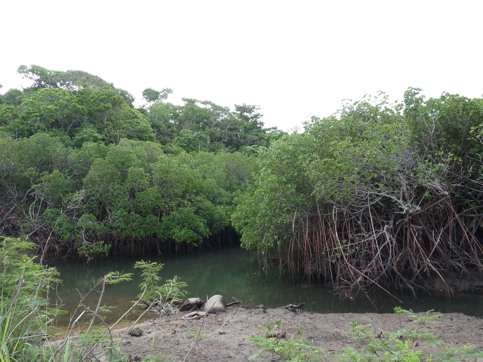 照片 斐济(Fiji) 楠迪至纳塔多拉公路(Nadi to Natadola road) 2010-05 79