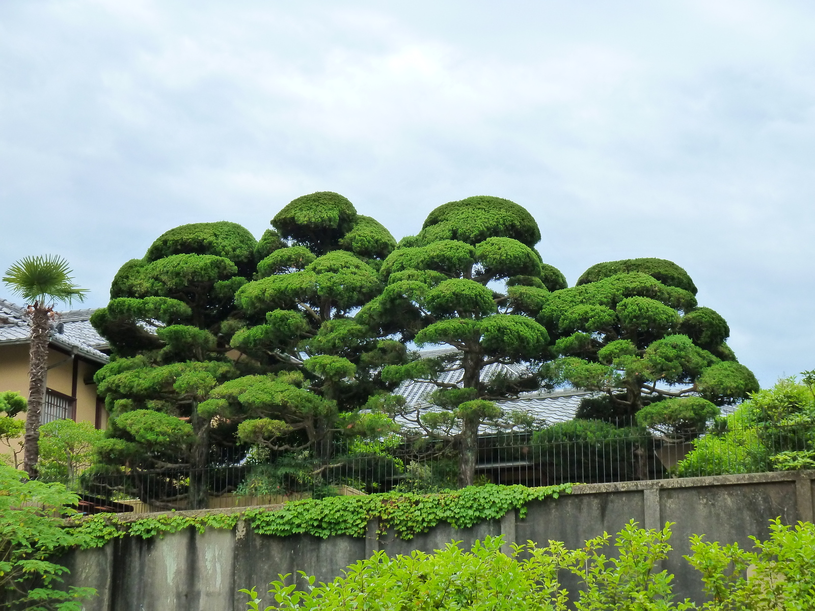 照片 日本(Japan) 京都(Kyoto) 2010-06 44