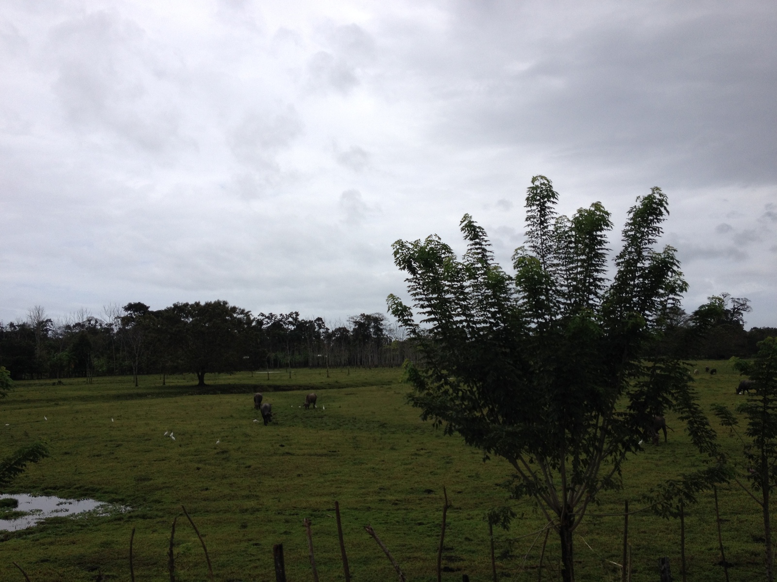 照片 巴拿马(Panama) 戴维至博卡斯德尔托罗(David to Bocas del toro) 2015-03 69
