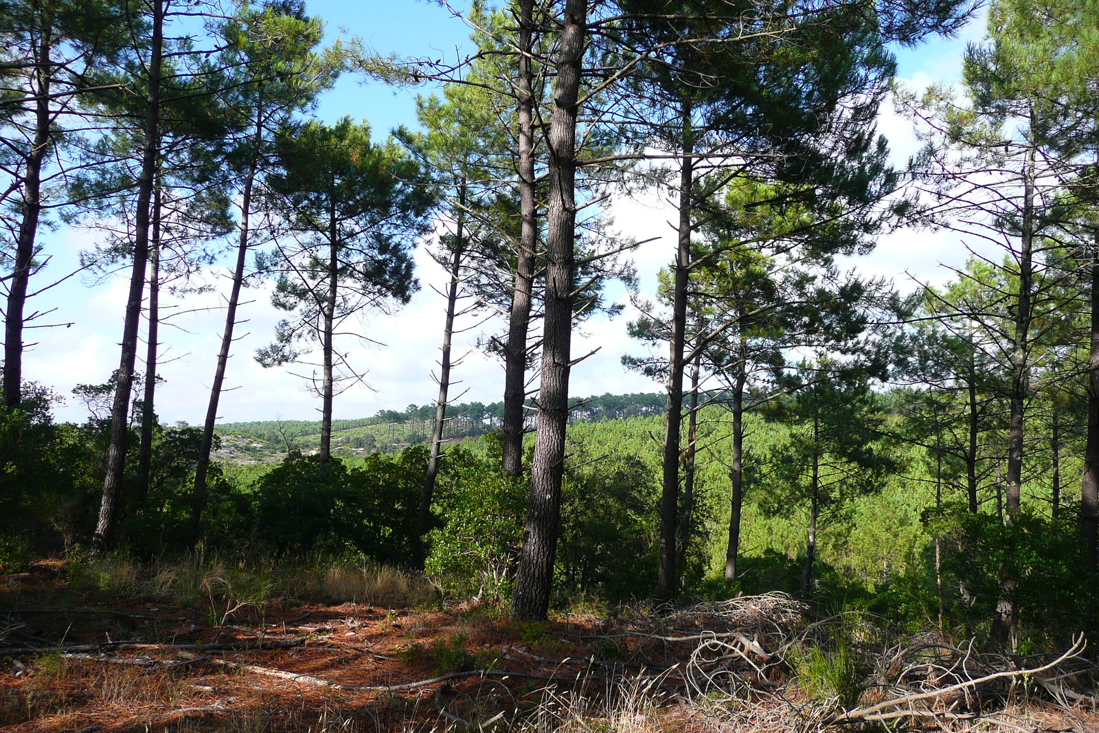 照片 法国(France) 莫比松(Maubuisson) 2007-08 34