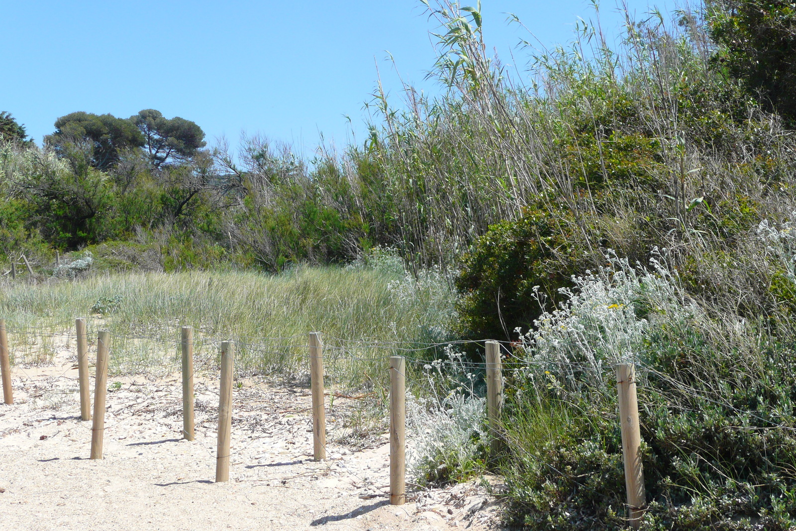 照片 法国(France) 波克罗勒岛(Porquerolles Island) 库尔塔德海滩(Courtade beach) 2008-05 26