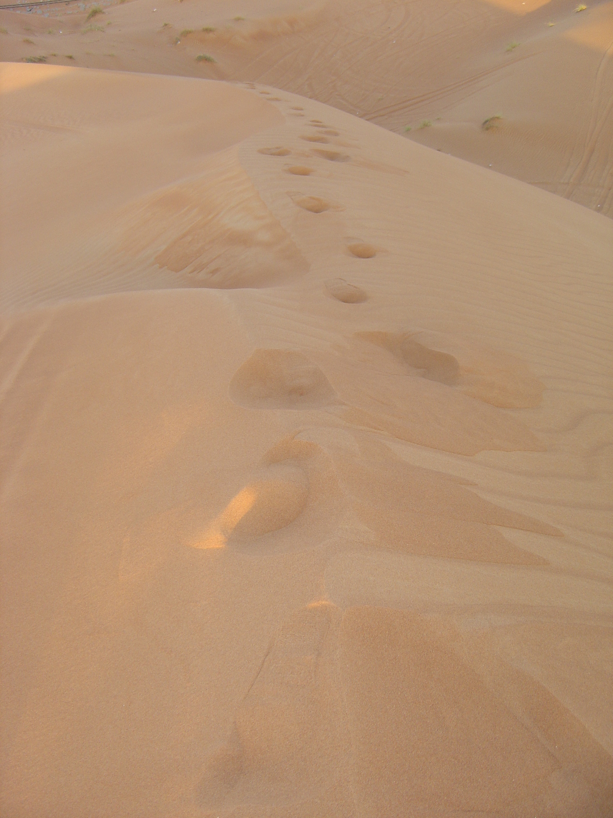 照片 阿联酋(United Arab Emirates) 艾因(Al Ain) 沙漠(Desert) 2005-11 1