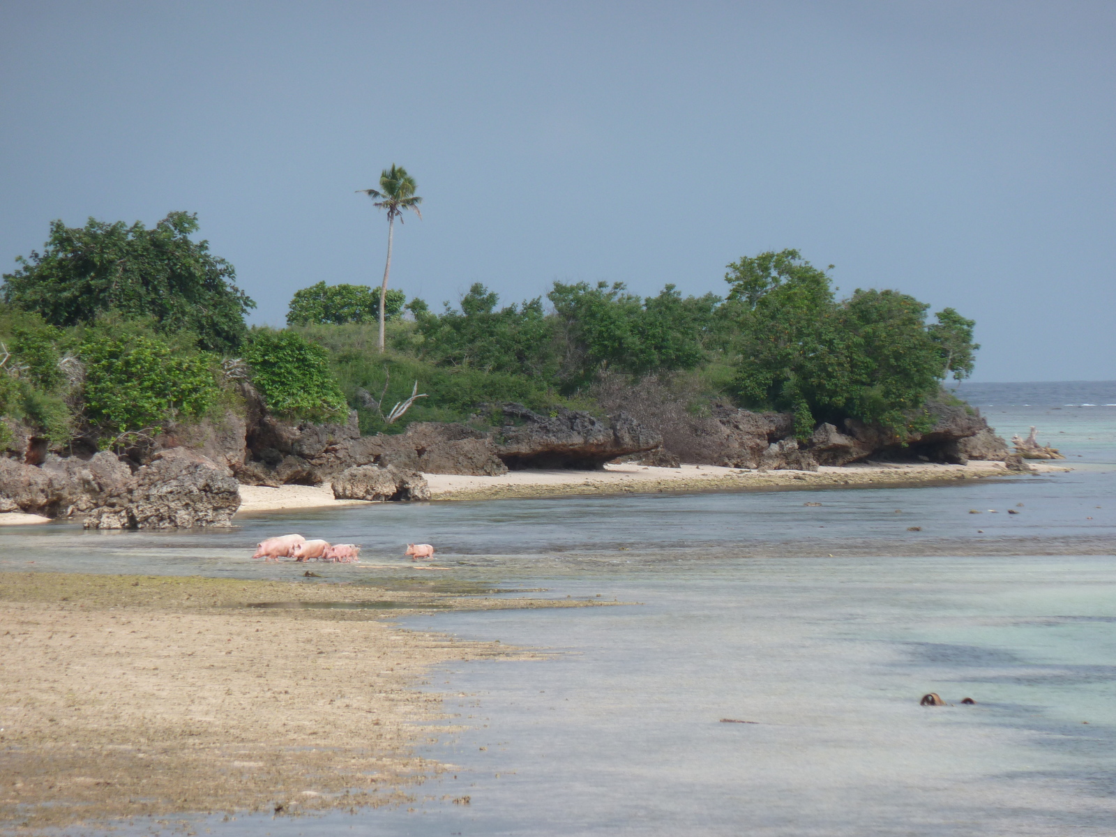 照片 斐济(Fiji) 楠迪至纳塔多拉公路(Nadi to Natadola road) 2010-05 56