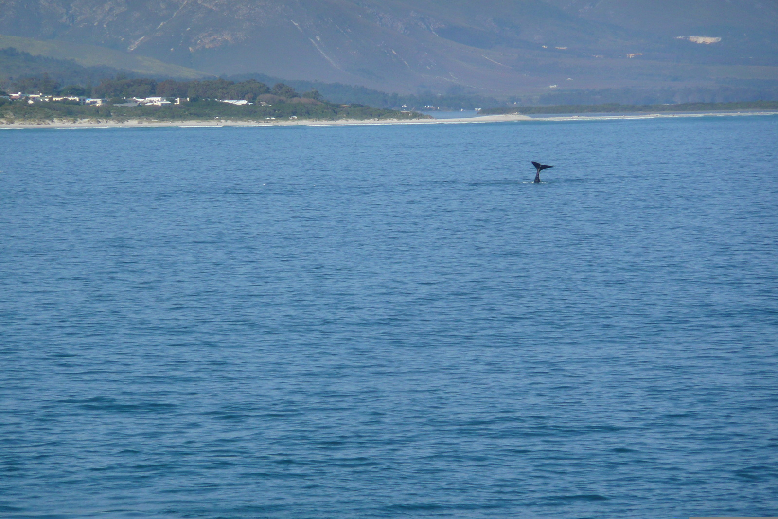 照片 南非(South Africa) 赫曼努斯(Harmanus) 2008-09 112