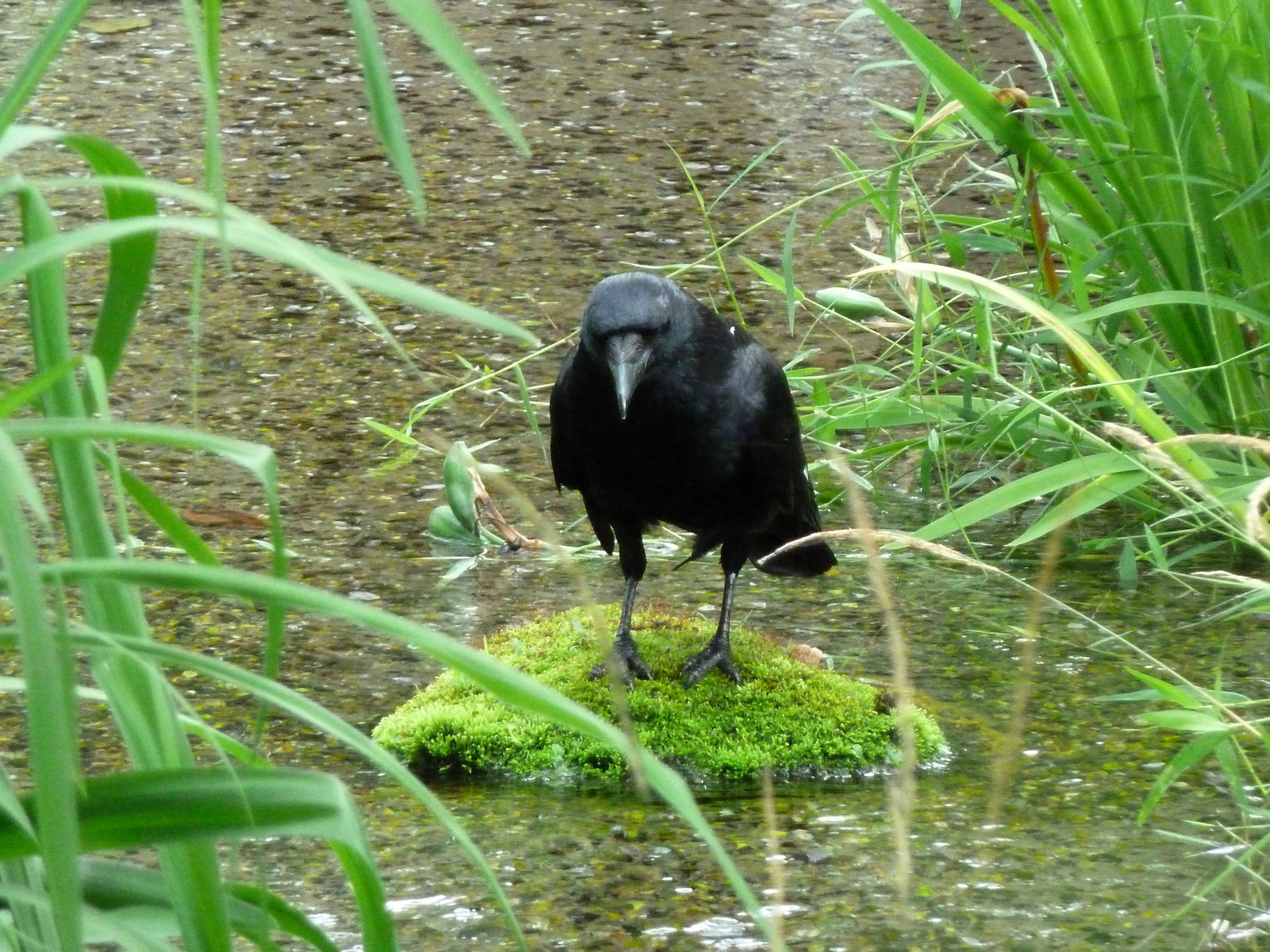 照片 日本(Japan) 京都(Kyoto) 涉成园(Shosei en Garden) 2010-06 77