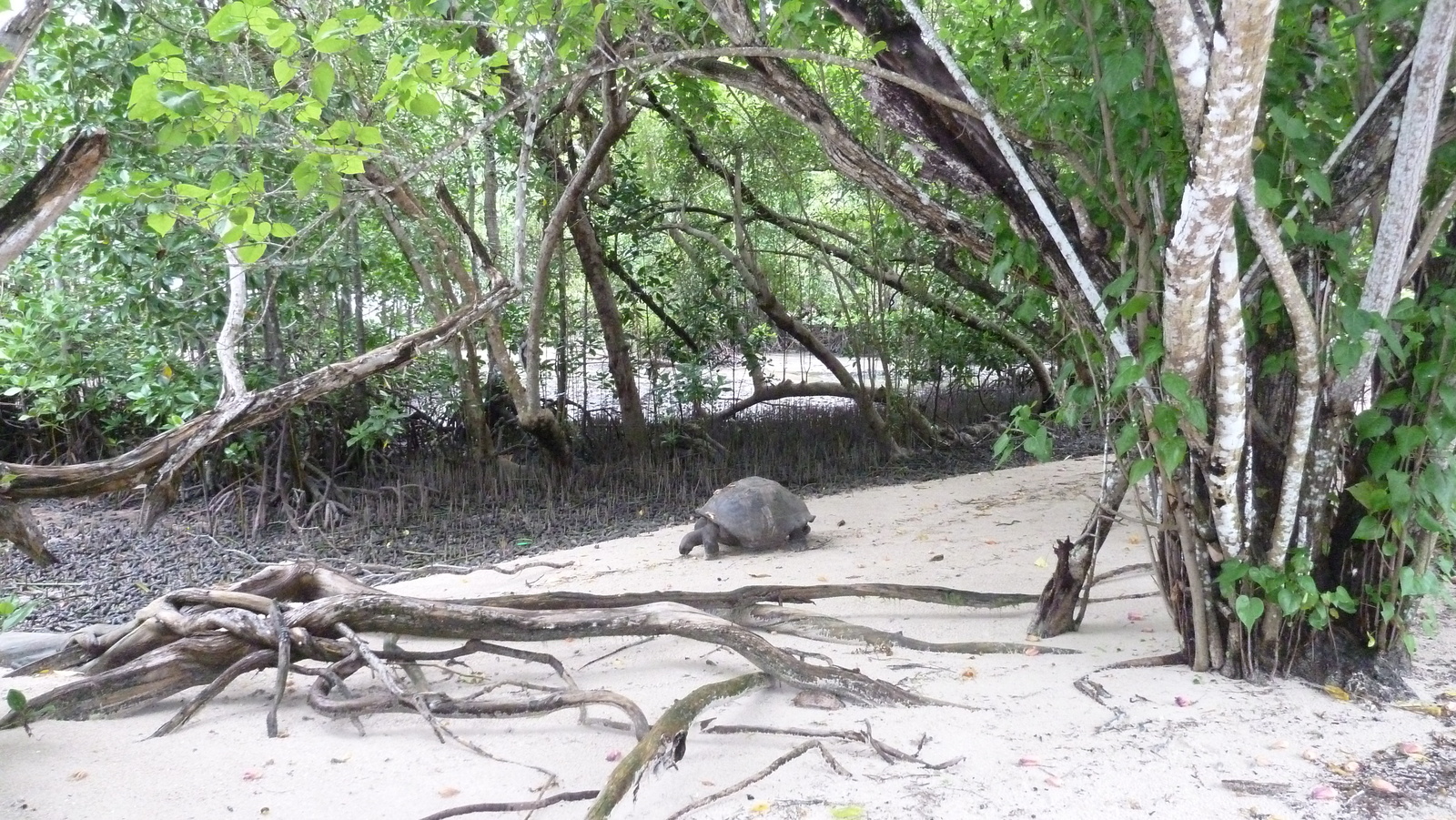 照片 塞舌尔(Seychelles) 2011-10 109