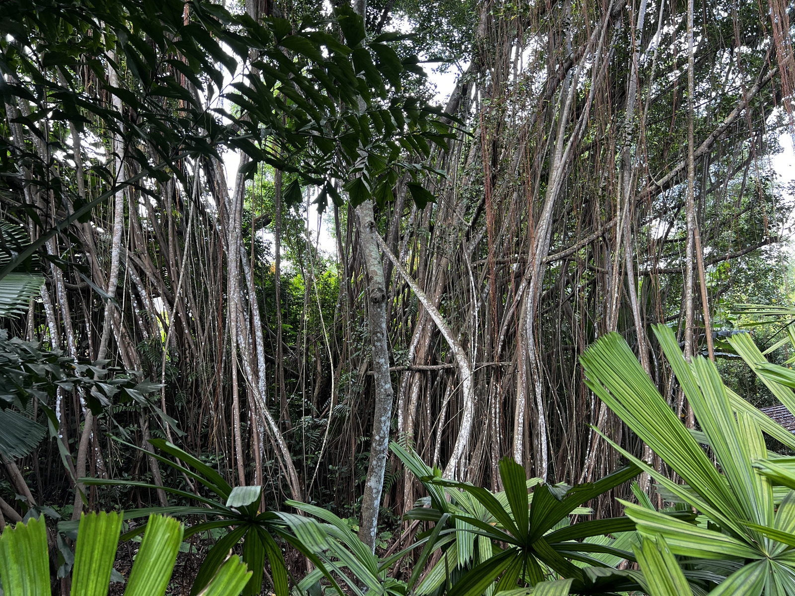 照片 新加坡(Singapore) 新加坡植物园(Singapore Botanic Gardens) 2023-01 24