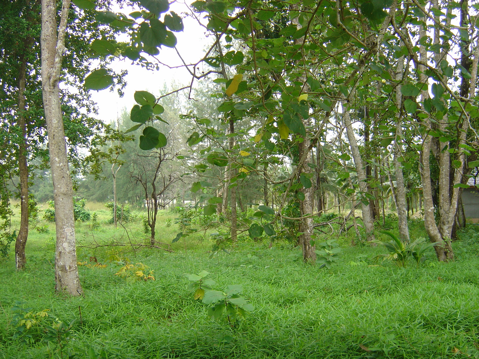 照片 泰国(Thailand) 考拉(Khao Lak) 邦萨海滩(Bang Sak Beach) 2005-12 70