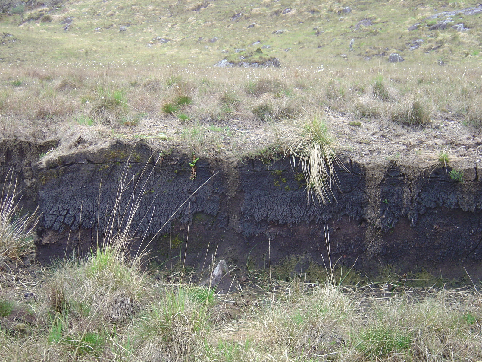 照片 爱尔兰(Ireland) 凯里郡(Kerry) 基拉尼国家公园(Killarney National Park) 2004-05 0
