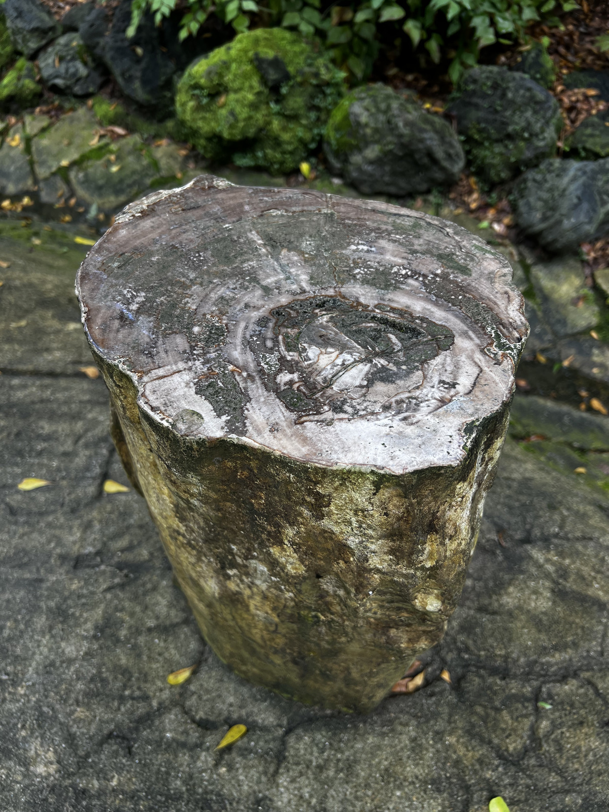 照片 新加坡(Singapore) 新加坡植物园(Singapore Botanic Gardens) 2023-01 105