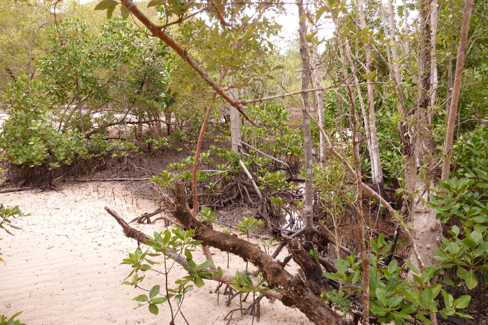 照片 塞舌尔(Seychelles) 居里厄斯岛(Curieuse) 2011-10 39