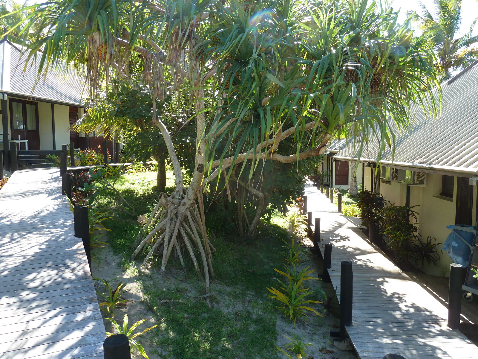 照片 新喀里多尼亚(New Caledonia) 利富岛(Lifou) 德雷胡村酒店(Drehu Village Hotel) 2010-05 17