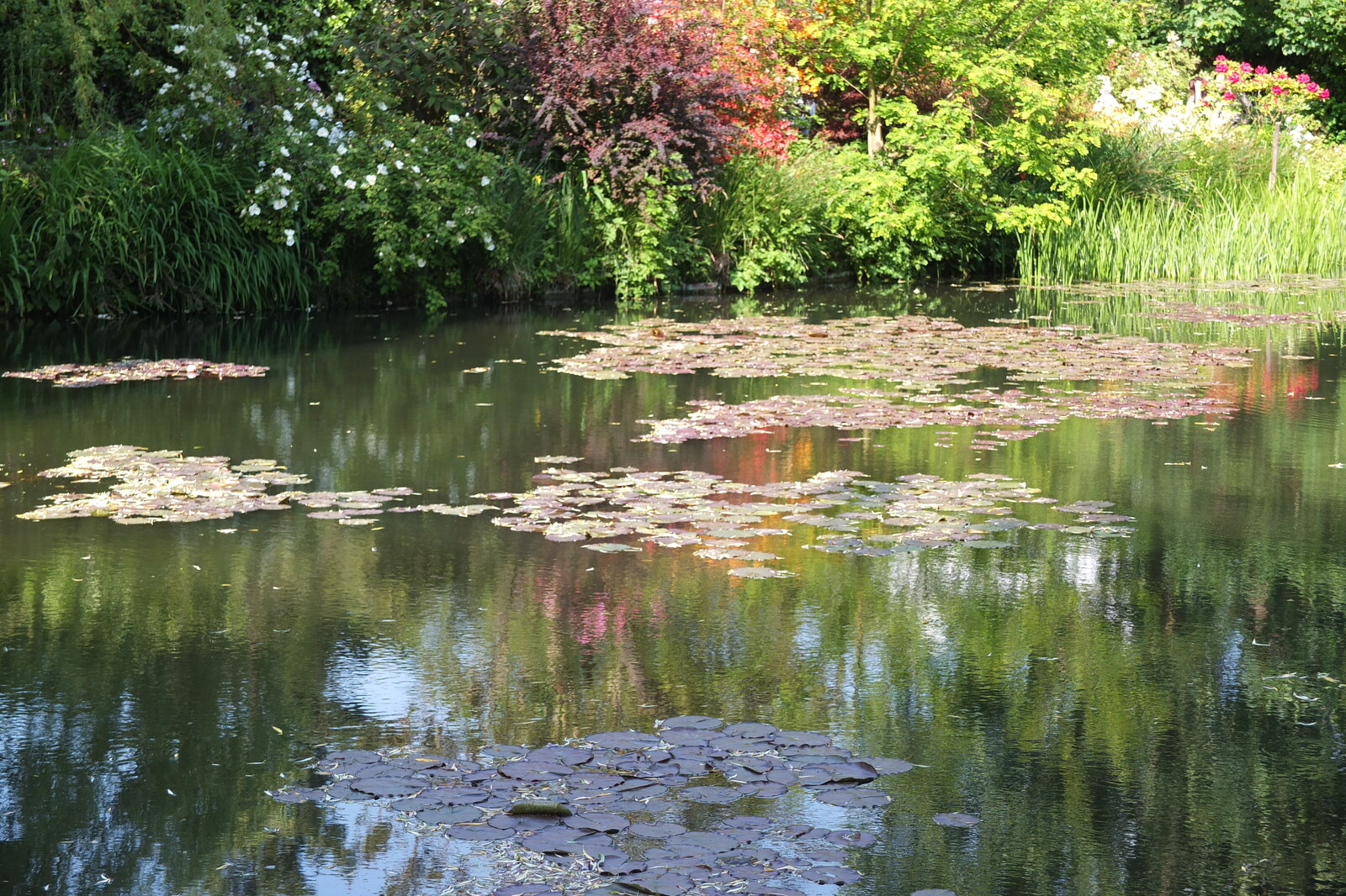 照片 法国(France) 吉维尼(Giverny) 2013-06 130