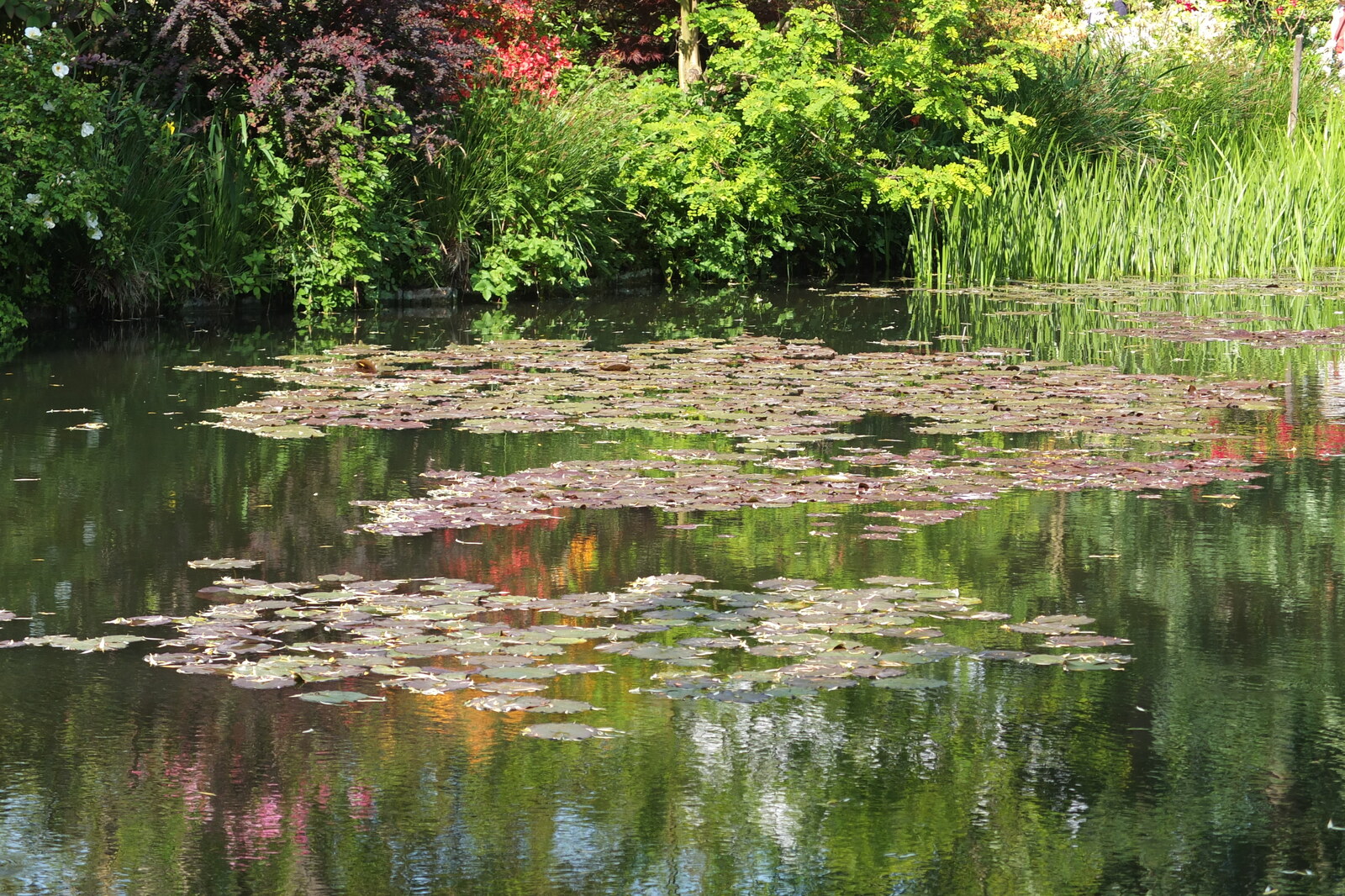 照片 法国(France) 吉维尼(Giverny) 2013-06 120