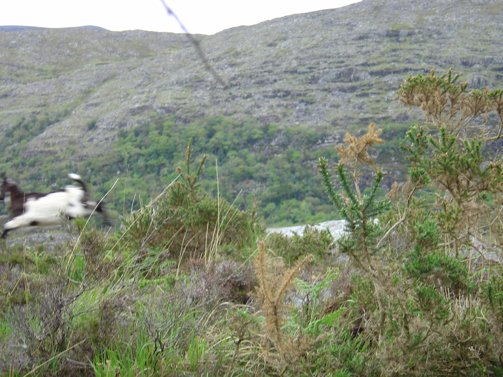 照片 爱尔兰(Ireland) 凯里郡(Kerry) 基拉尼国家公园(Killarney National Park) 2004-05 36