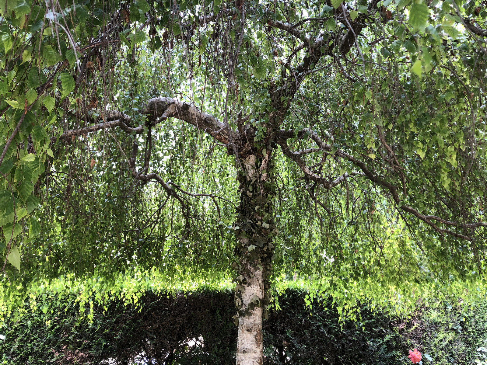 照片 法国(France) 巴黎(Paris) 蒙索公园(Monceau Garden) 2020-06 2