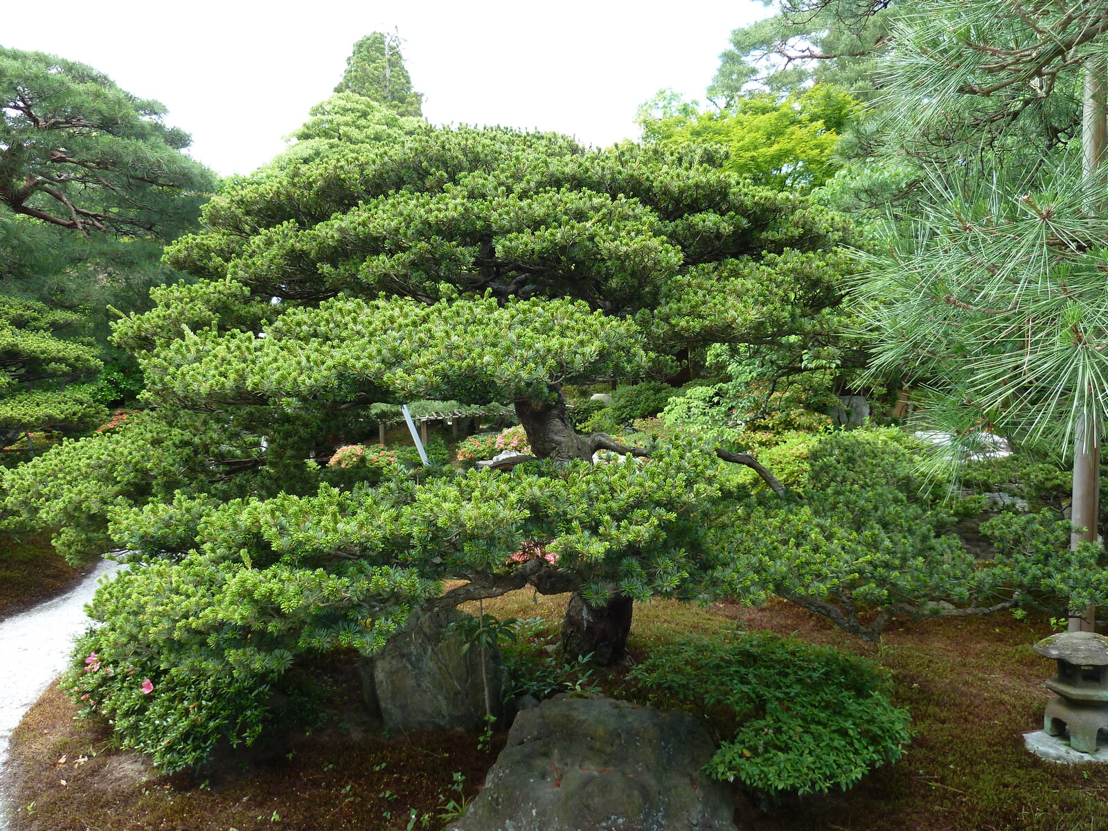 照片 日本(Japan) 京都(Kyoto) 京都御所(Kyoto Imperial Palace) 2010-06 90