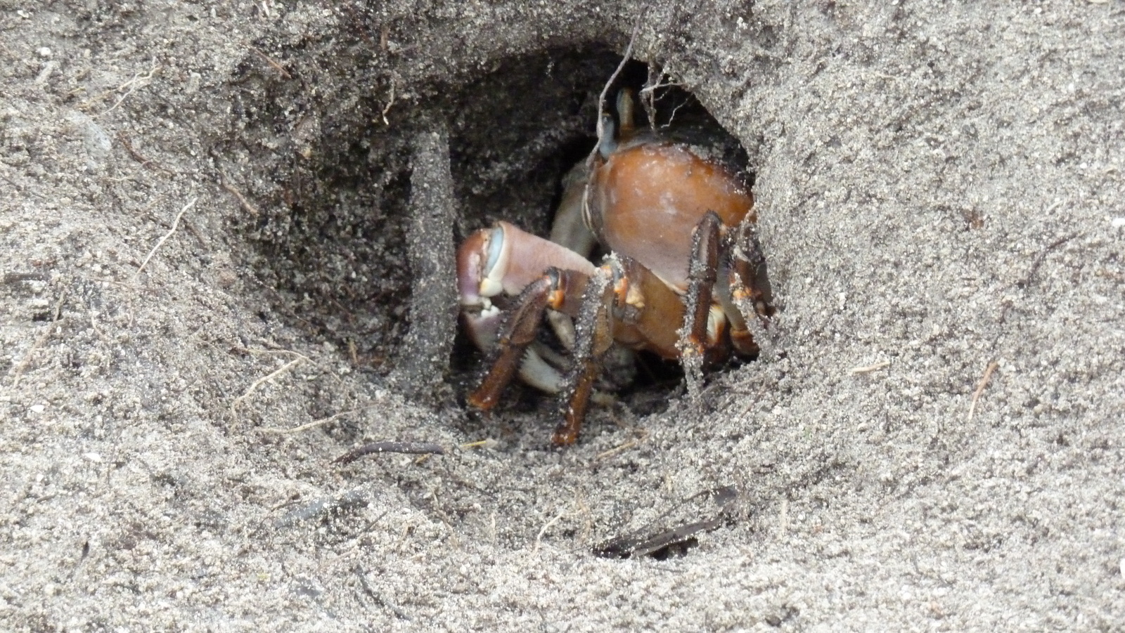 照片 塞舌尔(Seychelles) 居里厄斯岛(Curieuse) 2011-10 10