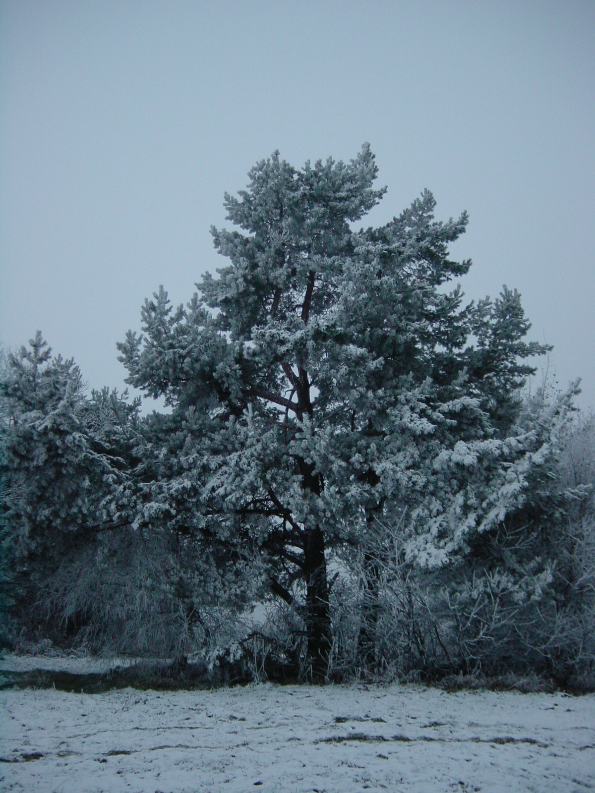 照片 捷克(Czech Republic) 布拉格(Prague) 2001-11 91