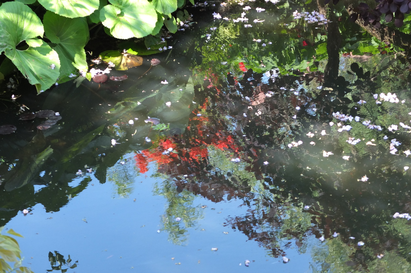 照片 法国(France) 吉维尼(Giverny) 2013-06 109